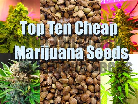 cheapest marijuana seeds australia.